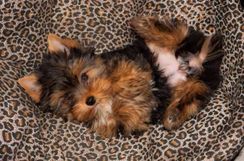 Filhotes de Yorkshire Mini Terrier