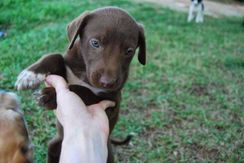 Labrador com Dog Argentino