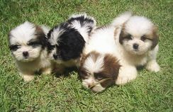 Filhotes de Lhasa Apso