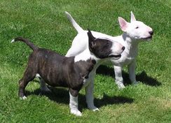 Bull Terrier