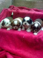 Shih Tzu Lindos e Adoraveis Filhotes