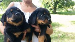 Perfeitos Rottweiler