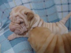 Belos Filhotes Sharpei