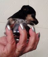 Pinscher Miniatura