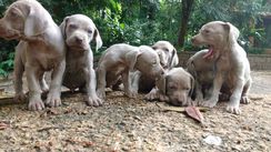 Fotos Similares: Filhotes de Weimaraner 