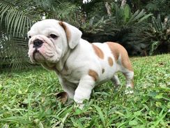 Bulldog Ingles Filhote Machinho com 35 Dias de Vida