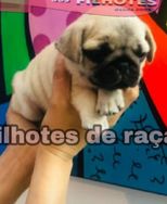 Fotos Similares: Olha Que Fofura de Pugs 