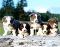 Border Collie