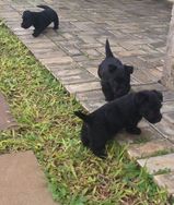 Scottish Terrier