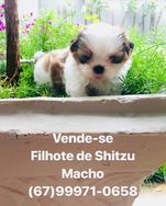 Filhote de Shitzu