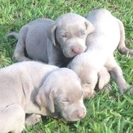 Fotos Similares: Weimaraner Filhotes 