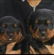 Rottweiler Belos