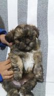 Vende Filhotes de Shih Tzu