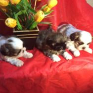 Filhotes de Shihtzu Mini