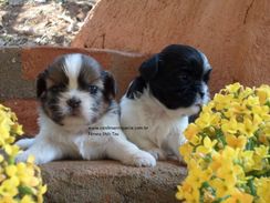 Shih Tzu Fêmeas Show com Pedigree Cbkc Animais do Canil Mantiqueira