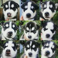 Husky Siberiano ( Apenas 45 Dias)