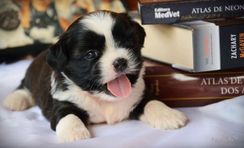 Shihtzu Filhotes Carinhosos