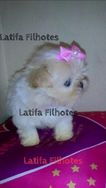 Miniatura Filhote de Lhasa Apso