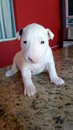 Bull Terrier Filhotes Lindos