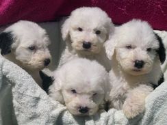 Old English Sheep Dog