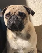 Pug Vulgo Marcone