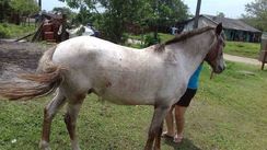 Casal Equino