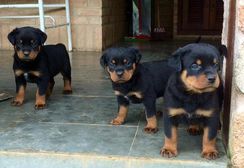 Filhotes de Rottweiler