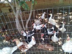 Vendo 14 Patas e 2 Patos