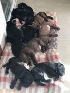 Cane Corso Filhotes Carinhosos