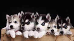 Filhotes Amorosos de Husky Siberiano