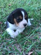 Fotos Similares: Mini Beagles,criados por Médica Veterinária.excelência 