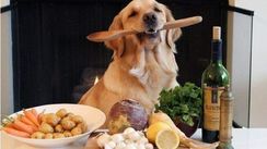 15 Receitas para Deixar Seu Pet Mais Saudável