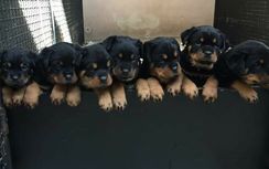 Rottweiler Filhotes Lindos