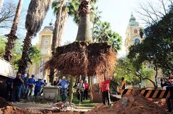 Fotos Similares: Poda, Corte e Limpeza Ambiental 