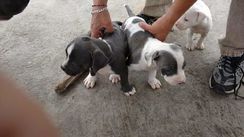 Pit Bull Filhotes