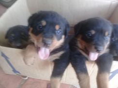 Filhotes de Rottweiler