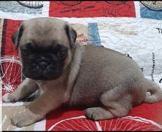 Vendo Urgente Pug