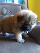 Filhote de Chow Chow