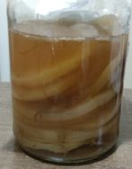 Vendo Scoby + Starter