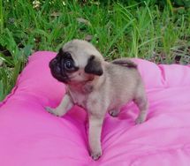 Cachorros Pug