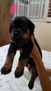 Cachorros Rottweiler