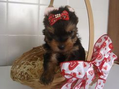 Filhotes de Yorkshire Terrier, Adquira Ja o Seu