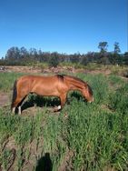 Cavalo Bem Docio Manso