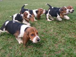 Fotos Similares: Basset Hound 