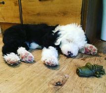 Old English Sheep Dog