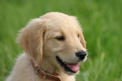 Filhote Golden Retriever