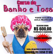 Curso Banho e Tosa