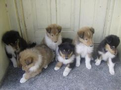 Collie Lindos Filhotes