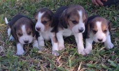 Beagle Tricolor e Bicolor