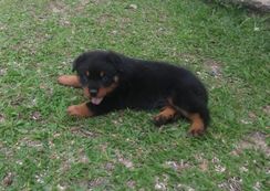 Rottweiler Lindos Machos e Fêmeas a Pronta Entrega